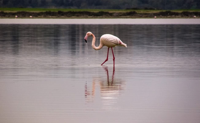 Flamingoların evleri hazır