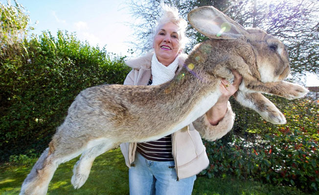 Dünyanın En Büyük Tavşanı Olamadan Öldü