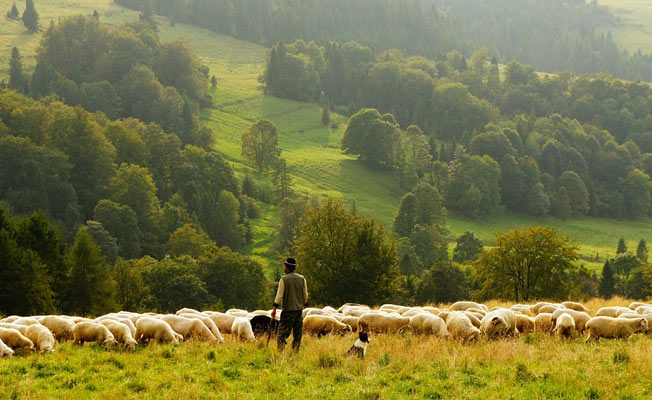 Türkiye'nin İlk Çoban Fuarı Ankara'da