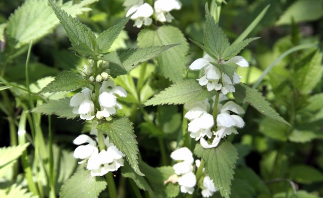 Ege'nin Bu Otları Ömrü Uzatıyor