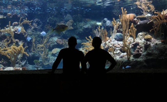 Avrupa'nın ilk denizaltı restoranı