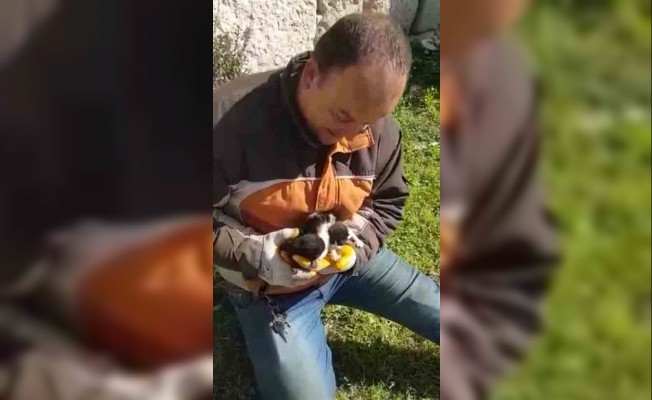 Çöpe atılan yavru kediler hayata geri döndü