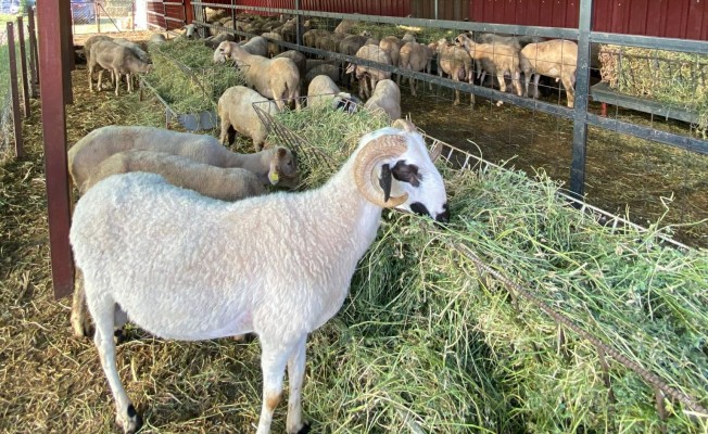 Kredi kartıyla eve teslim kurban hizmeti Bahçıvan Çiftliği’nde