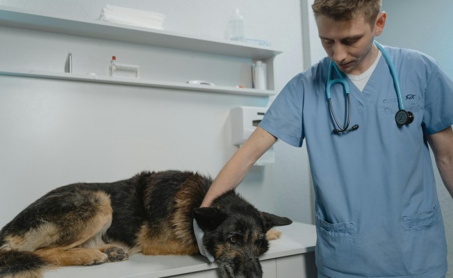 Fikirtepe Veteriner Arayanlar İçin Güvenilir Adres: GomVet İle Tanıştınız Mı?